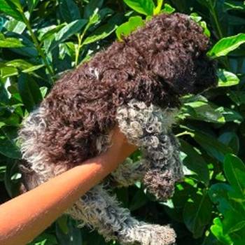 Lagotto Romagnolo štenci