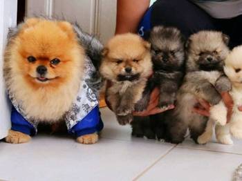 Najlepsi Pomeranci Boo samo u Pom_Hash_Starsu