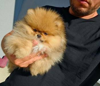 Najlepsi Pomeranci Boo samo u Pom_Hash_Starsu