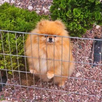Najlepsi Pomeranci Boo samo u Pom_Hash_Starsu