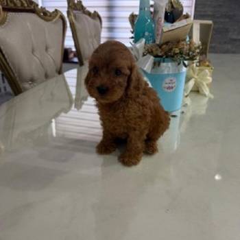 Goldendoodle prelepi štenci