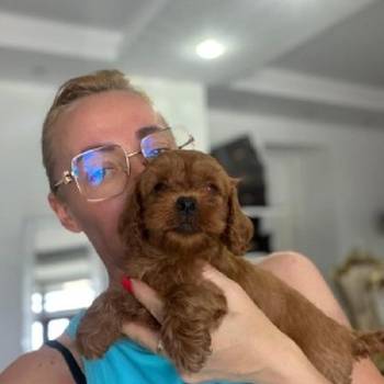 Goldendoodle prelepi štenci