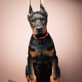 Doberman štenci