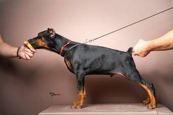 Doberman štenci