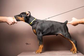 Doberman štenci
