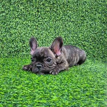 Francuski buldog