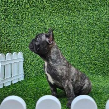 Francuski buldog