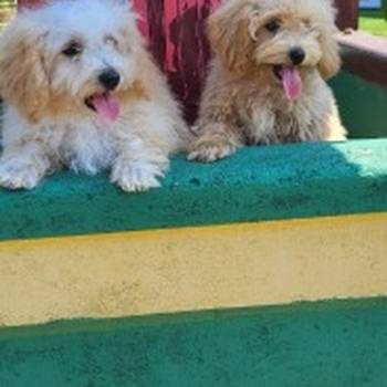 Maltipoo-Bipooo