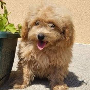 Maltipoo-Bipooo