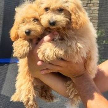 Maltipoo-Bipooo