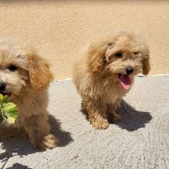 Maltipoo-Bipooo