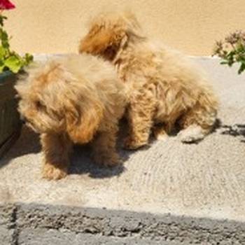 Maltipoo-Bipooo