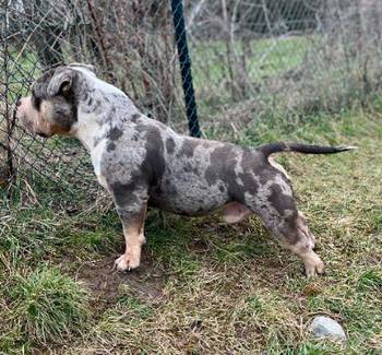 American bully pocket mužjak i ženka na prodaju