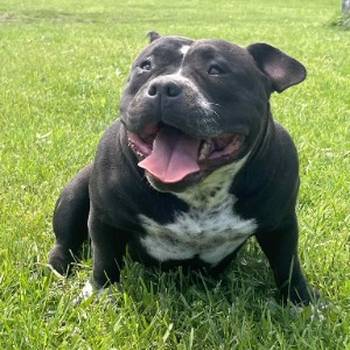 American bully pocket mužjak i ženka na prodaju
