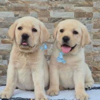 Labrador retriver štenci, prelepi