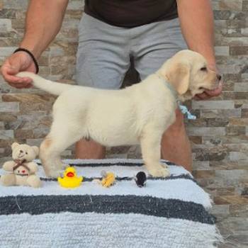 Labrador retriver štenci, prelepi