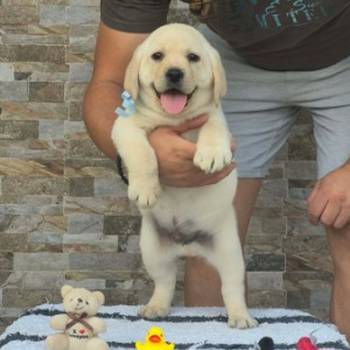 Labrador retriver štenci, prelepi