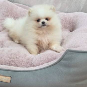 Teddy bear pomeranci, dve sestre