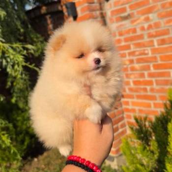 Teddy bear pomeranci, dve sestre