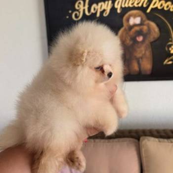 Teddy bear pomeranci, dve sestre