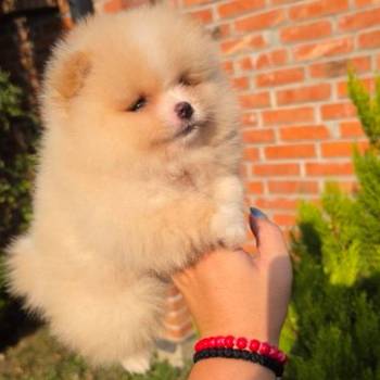 Teddy bear pomeranci, dve sestre