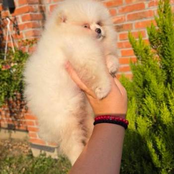 Teddy bear pomeranci, dve sestre