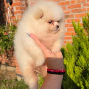 Teddy bear pomeranci, dve sestre