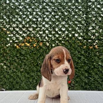 Bigl prelepi štenci