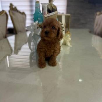 Goldendoodle prelepi štenci