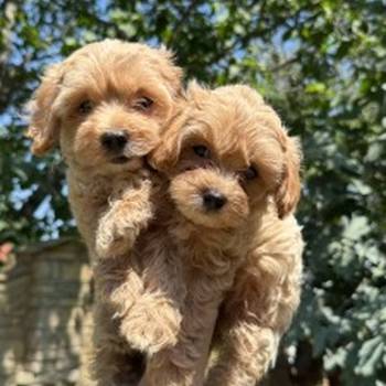 Maltipoo kucici
