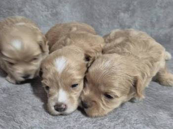 Maltipoo štenci, prelepe bebe
