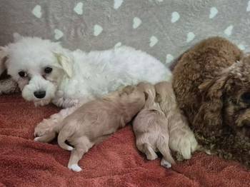 Maltipoo štenci, prelepe bebe