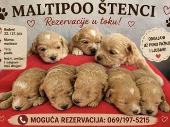 Maltipoo štenci, prelepe bebe