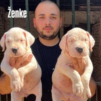 Dogo Argentino štenci