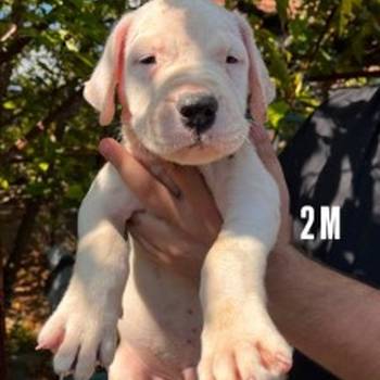 Dogo Argentino štenci
