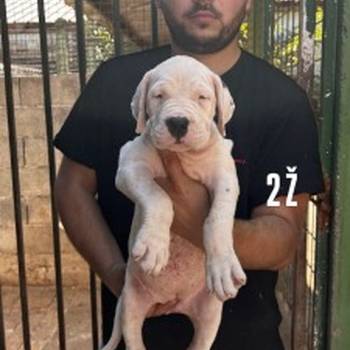 Dogo Argentino štenci