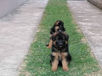 Nemački ovčar, ženski štenci