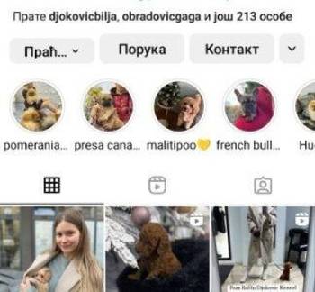 Stenci toy i mini pudle vrhunske genetike