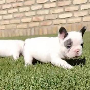 Francuski buldog