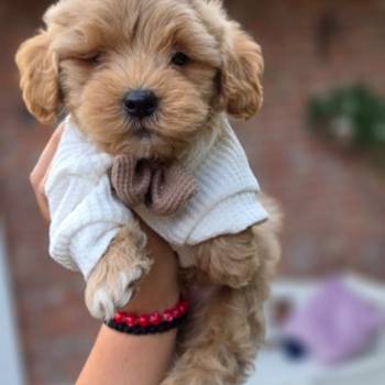 Maltipoo bebe