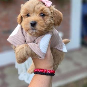 Maltipoo bebe
