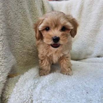 Maltipoo stenci spremni su za preuzimanje.