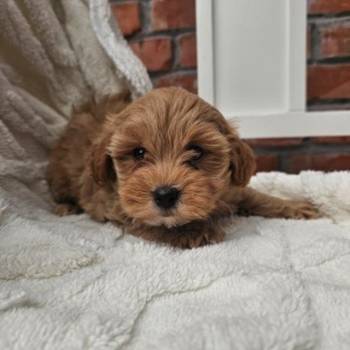 Maltipoo stenci spremni su za preuzimanje.