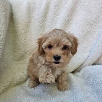 Maltipoo stenci spremni su za preuzimanje.