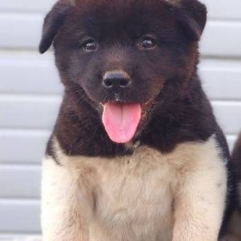Američka Akita, TOP štenci