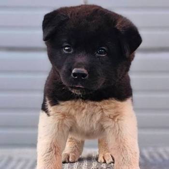 Američka Akita, TOP štenci