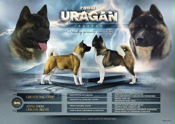 Američka akita, štenad