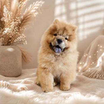 Predivan Chow Chow mužjak, star 3 meseca