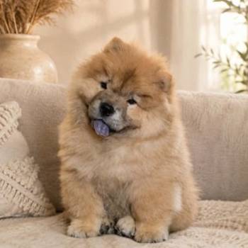 Predivan Chow Chow mužjak, star 3 meseca