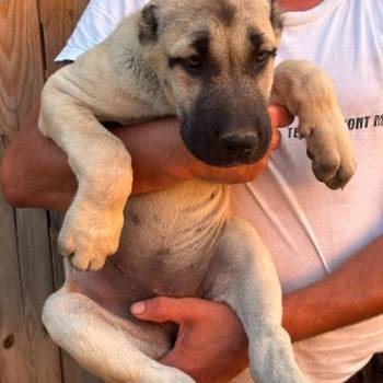 Kangal stenci